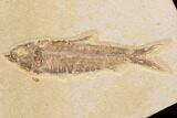Wide Fossil Fish Plate (Diplomystus & Knightia) - Wyoming #91584-1